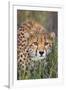 Kenya, Lewa Conservancy, Meru County. a Sub-Adult Cheetah Stalking its Prey in Lewa Conservancy.-Nigel Pavitt-Framed Photographic Print