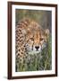 Kenya, Lewa Conservancy, Meru County. a Sub-Adult Cheetah Stalking its Prey in Lewa Conservancy.-Nigel Pavitt-Framed Photographic Print