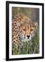 Kenya, Lewa Conservancy, Meru County. a Sub-Adult Cheetah Stalking its Prey in Lewa Conservancy.-Nigel Pavitt-Framed Photographic Print