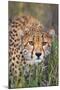 Kenya, Lewa Conservancy, Meru County. a Sub-Adult Cheetah Stalking its Prey in Lewa Conservancy.-Nigel Pavitt-Mounted Photographic Print