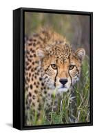 Kenya, Lewa Conservancy, Meru County. a Sub-Adult Cheetah Stalking its Prey in Lewa Conservancy.-Nigel Pavitt-Framed Stretched Canvas