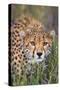 Kenya, Lewa Conservancy, Meru County. a Sub-Adult Cheetah Stalking its Prey in Lewa Conservancy.-Nigel Pavitt-Stretched Canvas