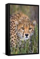 Kenya, Lewa Conservancy, Meru County. a Sub-Adult Cheetah Stalking its Prey in Lewa Conservancy.-Nigel Pavitt-Framed Stretched Canvas