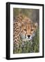 Kenya, Lewa Conservancy, Meru County. a Sub-Adult Cheetah Stalking its Prey in Lewa Conservancy.-Nigel Pavitt-Framed Photographic Print