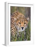 Kenya, Lewa Conservancy, Meru County. a Sub-Adult Cheetah Stalking its Prey in Lewa Conservancy.-Nigel Pavitt-Framed Photographic Print