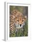 Kenya, Lewa Conservancy, Meru County. a Sub-Adult Cheetah Stalking its Prey in Lewa Conservancy.-Nigel Pavitt-Framed Photographic Print