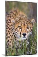 Kenya, Lewa Conservancy, Meru County. a Sub-Adult Cheetah Stalking its Prey in Lewa Conservancy.-Nigel Pavitt-Mounted Photographic Print