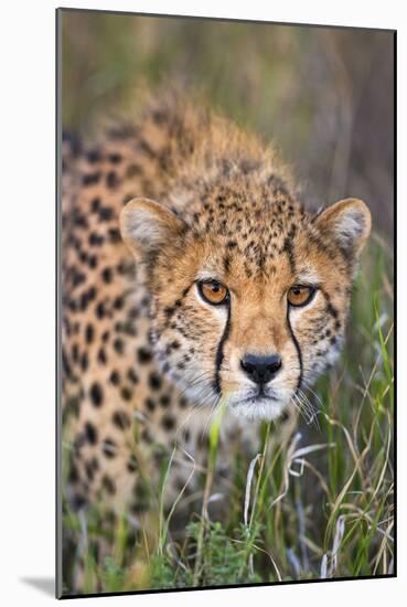 Kenya, Lewa Conservancy, Meru County. a Sub-Adult Cheetah Stalking its Prey in Lewa Conservancy.-Nigel Pavitt-Mounted Photographic Print