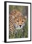 Kenya, Lewa Conservancy, Meru County. a Sub-Adult Cheetah Stalking its Prey in Lewa Conservancy.-Nigel Pavitt-Framed Photographic Print