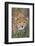 Kenya, Lewa Conservancy, Meru County. a Sub-Adult Cheetah Stalking its Prey in Lewa Conservancy.-Nigel Pavitt-Framed Photographic Print