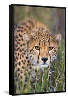 Kenya, Lewa Conservancy, Meru County. a Sub-Adult Cheetah Stalking its Prey in Lewa Conservancy.-Nigel Pavitt-Framed Stretched Canvas