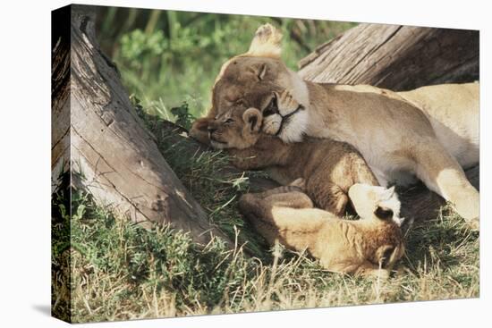 Kenya, Maasai Mara Game Reserve, Mother Lion Playing with Cubs-Kent Foster-Stretched Canvas