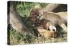 Kenya, Maasai Mara Game Reserve, Mother Lion Playing with Cubs-Kent Foster-Stretched Canvas