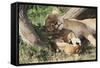 Kenya, Maasai Mara Game Reserve, Mother Lion Playing with Cubs-Kent Foster-Framed Stretched Canvas