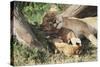 Kenya, Maasai Mara Game Reserve, Mother Lion Playing with Cubs-Kent Foster-Stretched Canvas