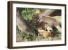 Kenya, Maasai Mara Game Reserve, Mother Lion Playing with Cubs-Kent Foster-Framed Photographic Print