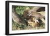 Kenya, Maasai Mara Game Reserve, Mother Lion Playing with Cubs-Kent Foster-Framed Photographic Print
