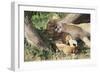 Kenya, Maasai Mara Game Reserve, Mother Lion Playing with Cubs-Kent Foster-Framed Photographic Print