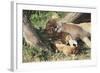 Kenya, Maasai Mara Game Reserve, Mother Lion Playing with Cubs-Kent Foster-Framed Photographic Print