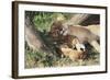 Kenya, Maasai Mara Game Reserve, Mother Lion Playing with Cubs-Kent Foster-Framed Photographic Print