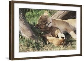 Kenya, Maasai Mara Game Reserve, Mother Lion Playing with Cubs-Kent Foster-Framed Photographic Print