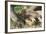 Kenya, Maasai Mara Game Reserve, Mother Lion Playing with Cubs-Kent Foster-Framed Photographic Print