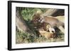 Kenya, Maasai Mara Game Reserve, Mother Lion Playing with Cubs-Kent Foster-Framed Photographic Print