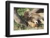 Kenya, Maasai Mara Game Reserve, Mother Lion Playing with Cubs-Kent Foster-Framed Photographic Print