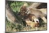 Kenya, Maasai Mara Game Reserve, Mother Lion Playing with Cubs-Kent Foster-Mounted Photographic Print