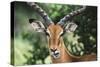 Kenya, Maasai Mara, Impala Looking at Camera-Kent Foster-Stretched Canvas
