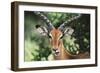 Kenya, Maasai Mara, Impala Looking at Camera-Kent Foster-Framed Photographic Print