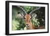 Kenya, Maasai Mara, Impala Looking at Camera-Kent Foster-Framed Photographic Print