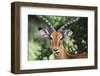 Kenya, Maasai Mara, Impala Looking at Camera-Kent Foster-Framed Photographic Print