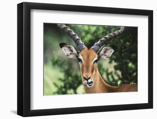 Kenya, Maasai Mara, Impala Looking at Camera-Kent Foster-Framed Photographic Print