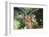 Kenya, Maasai Mara, Impala Looking at Camera-Kent Foster-Framed Photographic Print