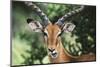 Kenya, Maasai Mara, Impala Looking at Camera-Kent Foster-Mounted Photographic Print