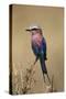 Kenya, Maasai Mara, Lilac-Breasted Roller (Coracias Caudata) Perching-Adam Jones-Stretched Canvas