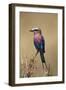 Kenya, Maasai Mara, Lilac-Breasted Roller (Coracias Caudata) Perching-Adam Jones-Framed Photographic Print