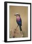 Kenya, Maasai Mara, Lilac-Breasted Roller (Coracias Caudata) Perching-Adam Jones-Framed Photographic Print