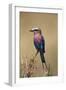 Kenya, Maasai Mara, Lilac-Breasted Roller (Coracias Caudata) Perching-Adam Jones-Framed Photographic Print