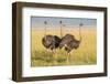 Kenya, Maasai Mara, Mara Triangle, Female Masai Ostrich-Alison Jones-Framed Photographic Print