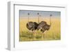 Kenya, Maasai Mara, Mara Triangle, Female Masai Ostrich-Alison Jones-Framed Photographic Print