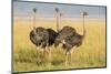 Kenya, Maasai Mara, Mara Triangle, Female Masai Ostrich-Alison Jones-Mounted Photographic Print