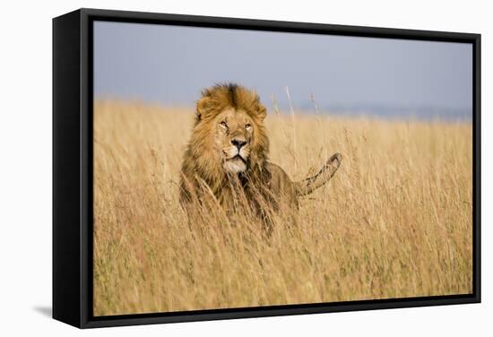 Kenya, Maasai Mara, Mara Triangle, Mara River Basin, Lion in the Grass-Alison Jones-Framed Stretched Canvas