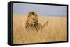 Kenya, Maasai Mara, Mara Triangle, Mara River Basin, Lion in the Grass-Alison Jones-Framed Stretched Canvas