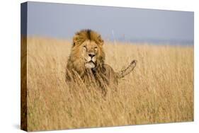 Kenya, Maasai Mara, Mara Triangle, Mara River Basin, Lion in the Grass-Alison Jones-Stretched Canvas