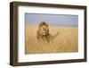 Kenya, Maasai Mara, Mara Triangle, Mara River Basin, Lion in the Grass-Alison Jones-Framed Premium Photographic Print