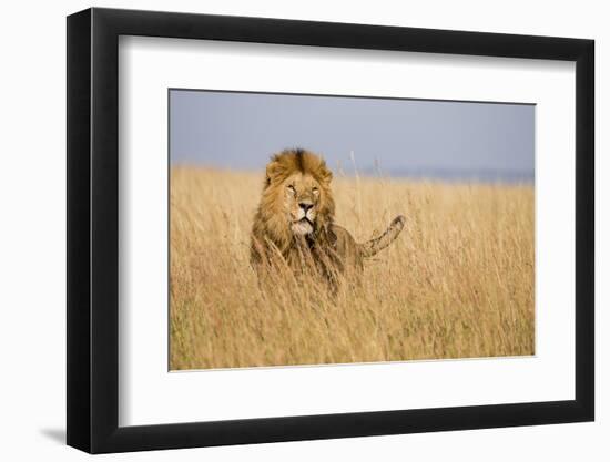 Kenya, Maasai Mara, Mara Triangle, Mara River Basin, Lion in the Grass-Alison Jones-Framed Premium Photographic Print