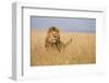 Kenya, Maasai Mara, Mara Triangle, Mara River Basin, Lion in the Grass-Alison Jones-Framed Premium Photographic Print