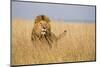 Kenya, Maasai Mara, Mara Triangle, Mara River Basin, Lion in the Grass-Alison Jones-Mounted Premium Photographic Print
